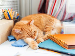 Cat and sewing folders